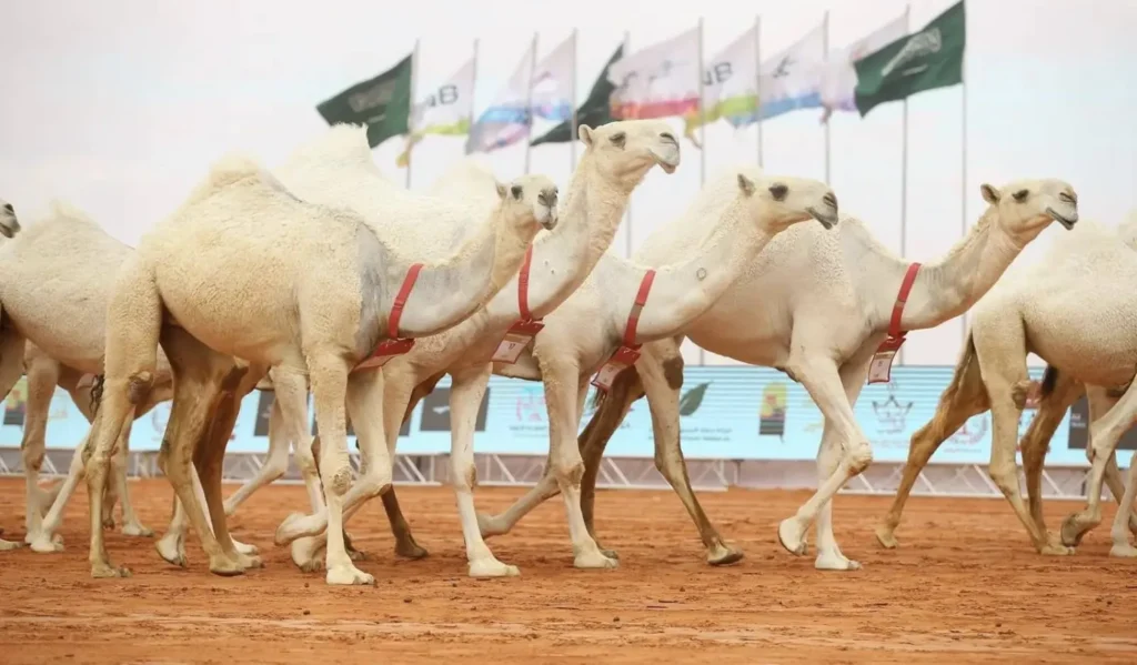 من المادة الأصلية: مهرجان الملك عبدالعزيز للإبل: لوحة تجمع التراث بالابتكار